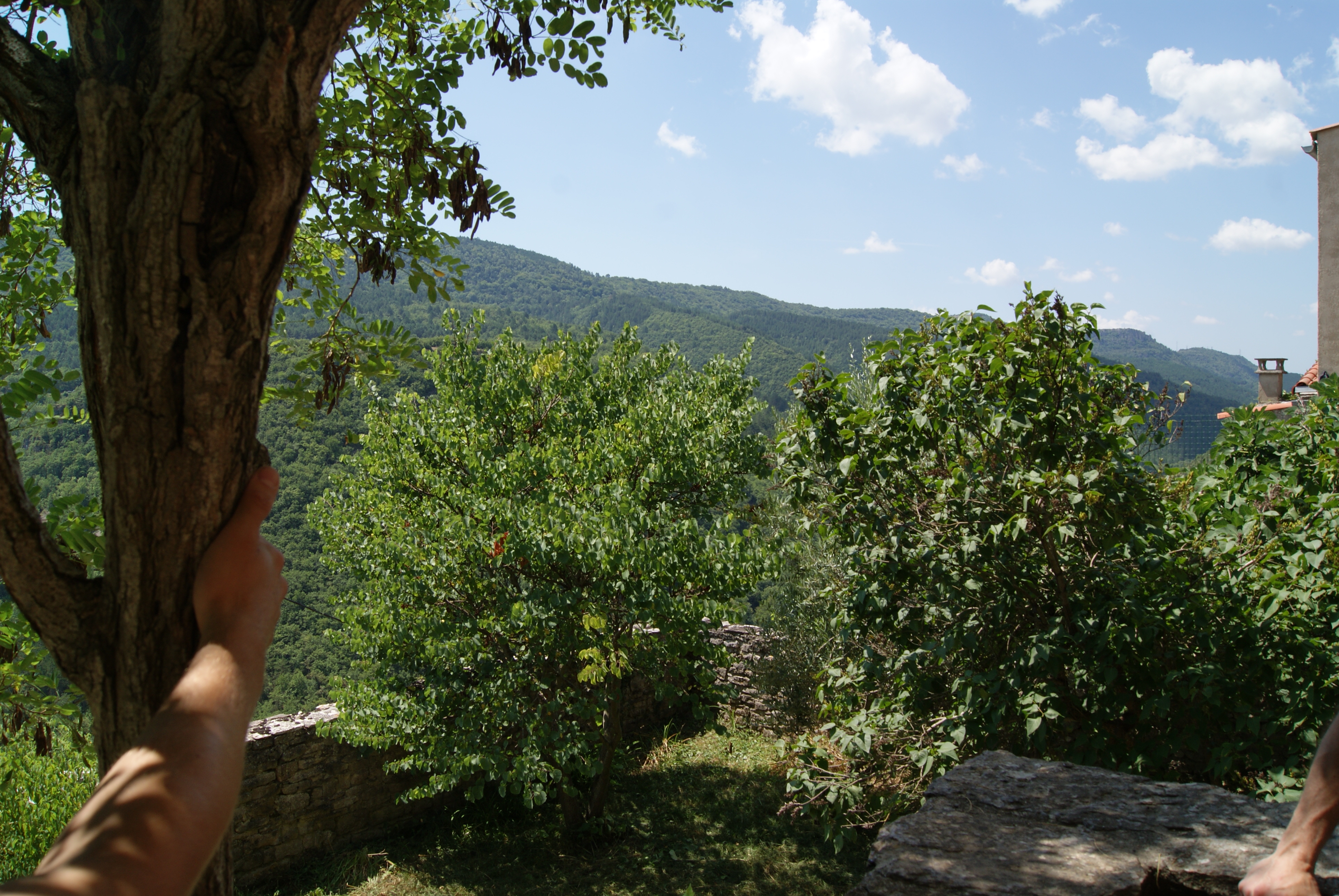 SONY DSC